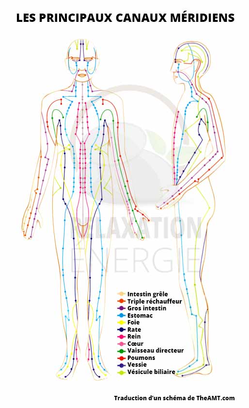 Massage shiatsu : Schéma des principaux méridiens.